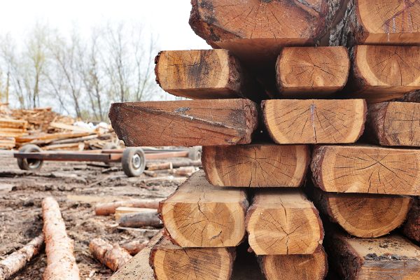 L’utilisation du bois local et tropical dans la construction : interview d’Els Franssen (HOGENT) par Laurens Marysse de VIBE